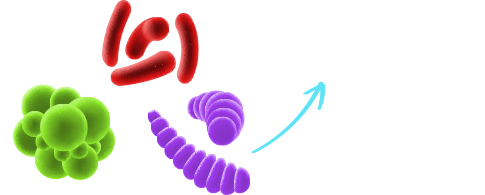 Bacteria